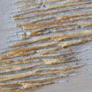 2D WEATHERED & RUSTIC American Flag-5